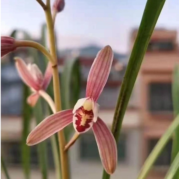 武陵山区大山种原兰花，好养活，易开花，直播间一物一拍