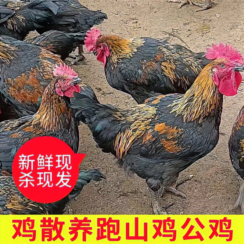 福建延平区散养灵山跑山公鸡新鲜三只净重10.5斤 包冰率20%-25%