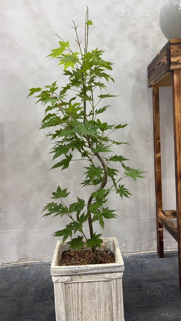 小盆景造型直播间一物一拍