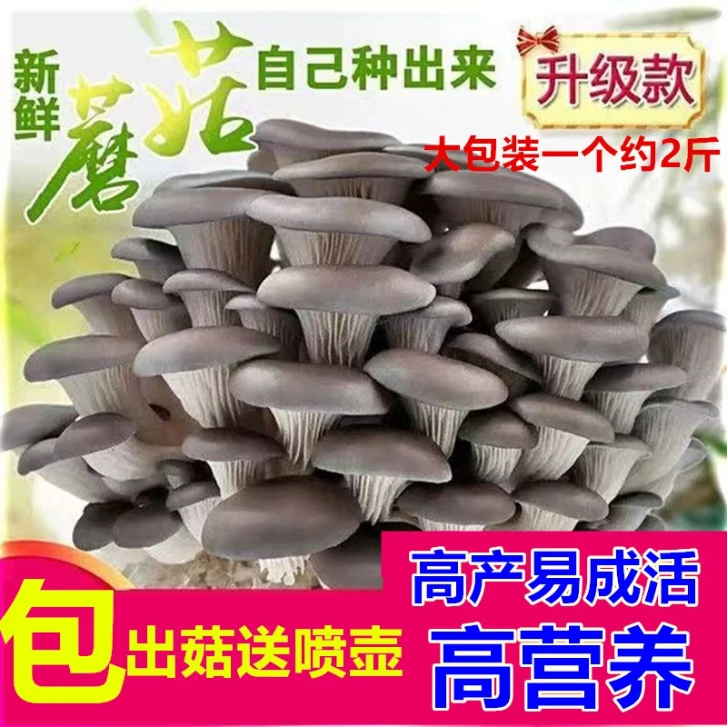 超大蘑菇菌菇菌包菌种种植包平菇菌种食用菌家庭室内种植蘑菇蘑菇