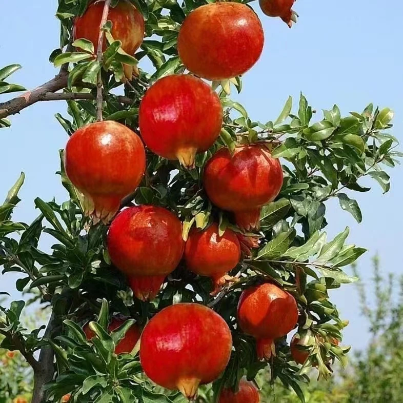 石榴树苗突尼斯红软籽石榴大果耐旱石榴南北方种植庭院种植