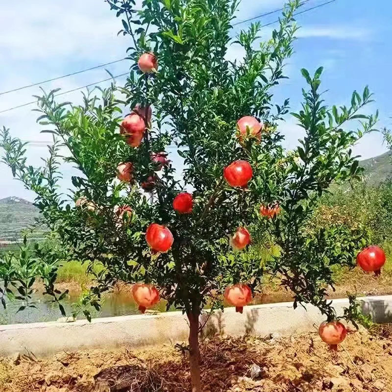 石榴树苗突尼斯红软籽石榴大果耐旱石榴南北方种植庭院种植