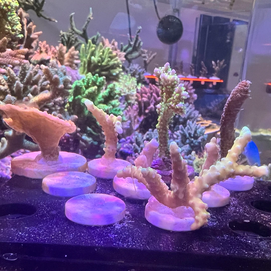 SPS硬骨断肢  鱼鳞 小母体  吞牛 断肢  汽水 硬骨拼盘 试水断肢