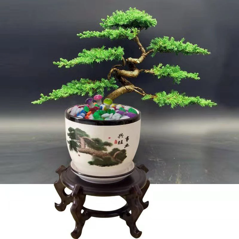 迎客松造型盆家珍珠柏盆景原生老桩