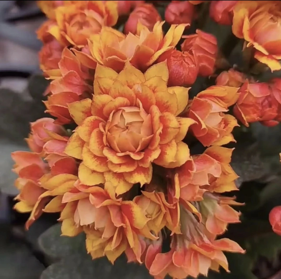 盛宴--盆栽活懒人花卉美观室内客厅阳台易活花