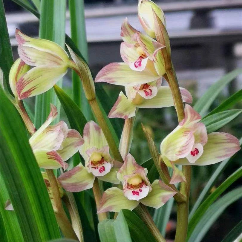 政富兰艺——春剑香王彩虹