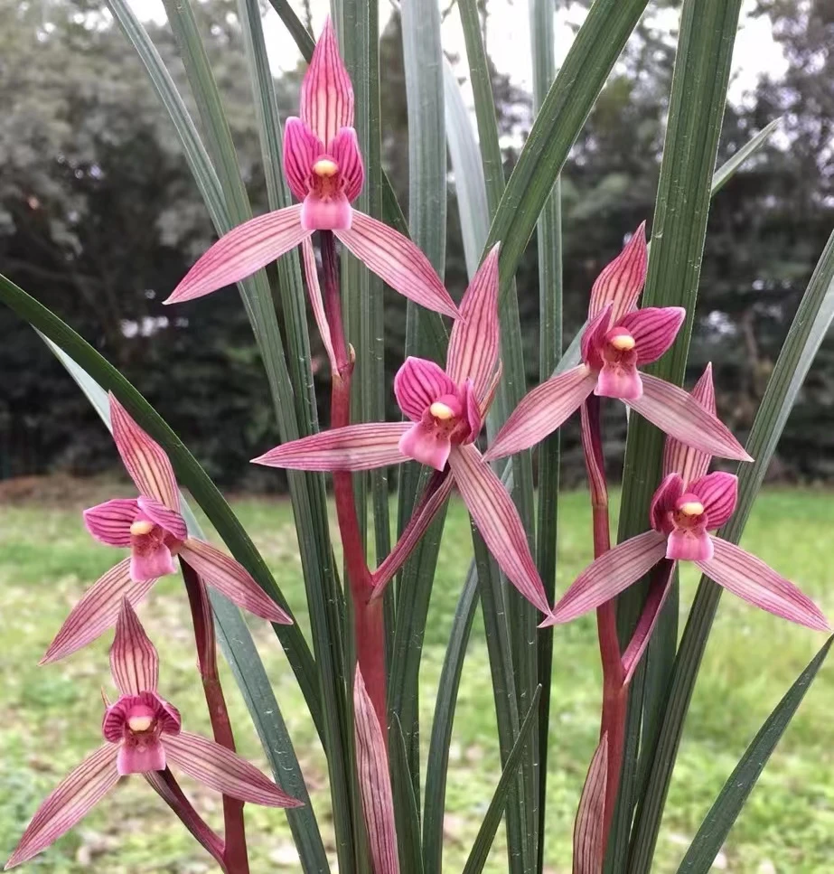 政富兰艺—四川成都春剑春兰系列