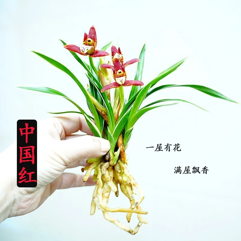 金边矮种兰花【中国红】兰花原盆原土室内四季好样兰草花卉盆栽