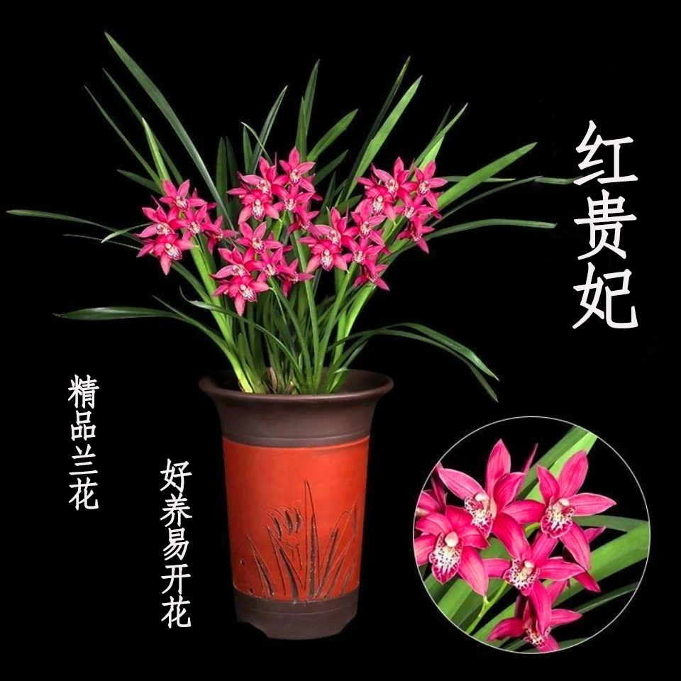 兰花苗建兰【红贵妃】浓香型兰花好养易活易开花植物盆栽适阳台客厅