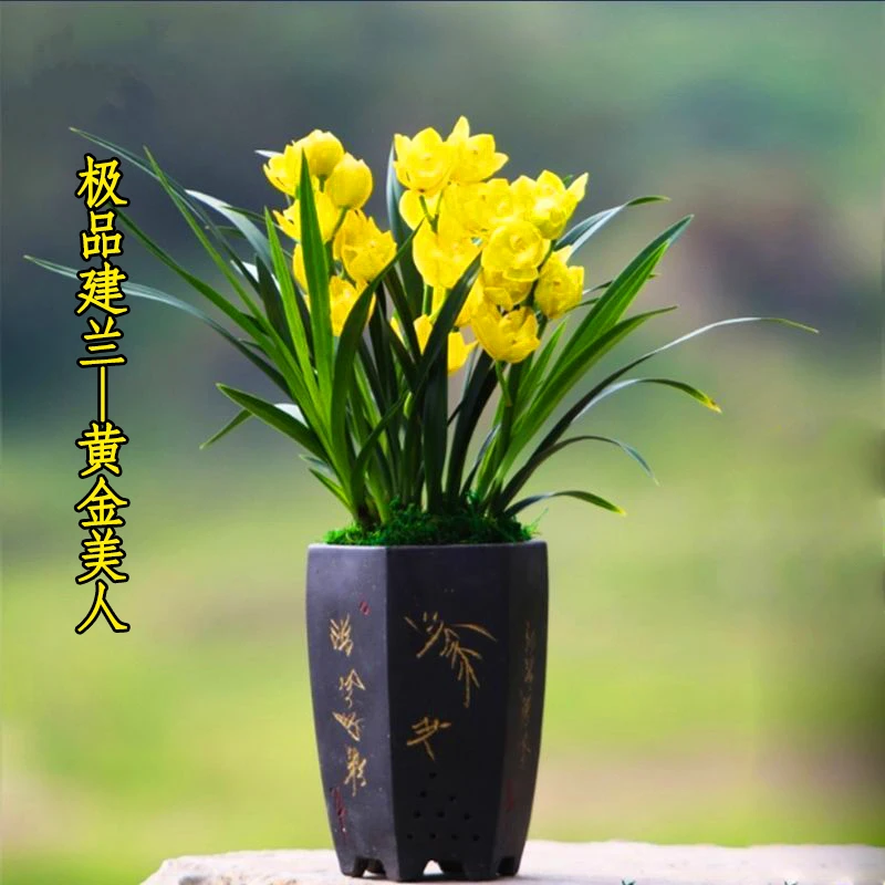 建兰精品【黄金美人】建兰四季兰好养活浓香苗情好花艺双全客厅庭院