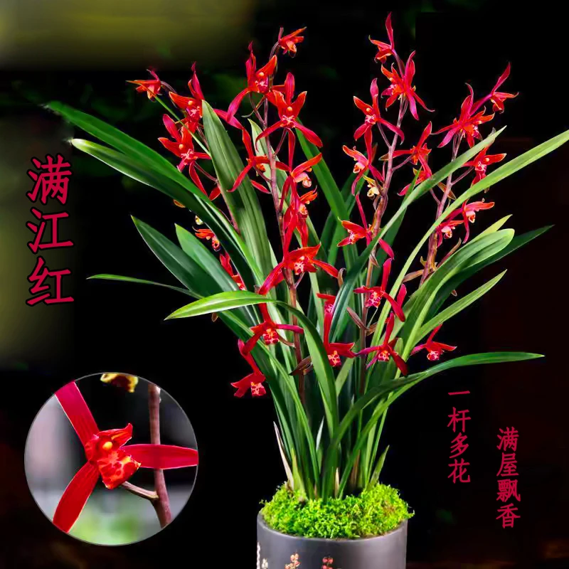【满江红】兰花苗建兰四季兰名贵盆栽花卉植物浓香客厅室内兰草好养