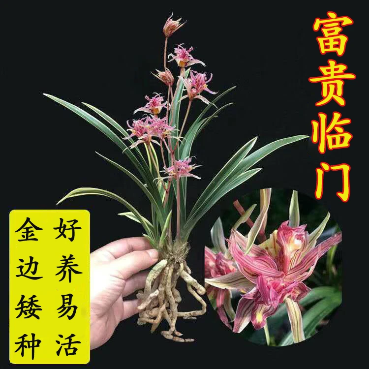 兰花苗金边矮种【富贵临门】室内四季好养兰草桌面盆栽花卉绿植浓香