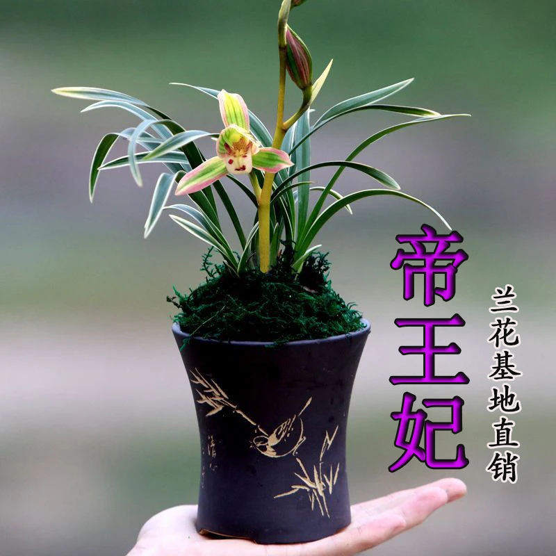 名贵兰花金边线艺【帝王妃】花卉盆栽浓香型建兰花卉绿植盆栽
