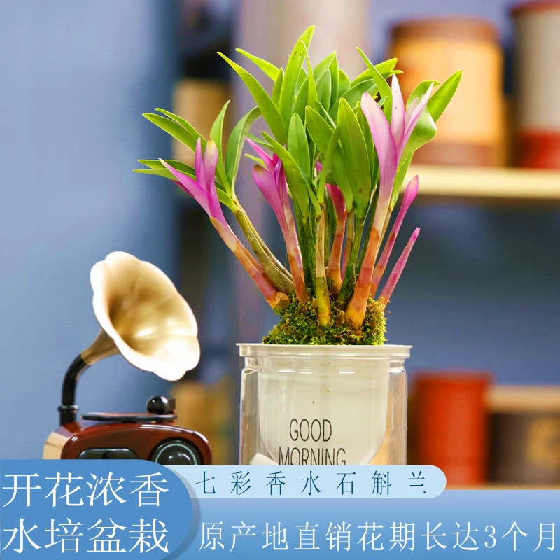 原产地直销七彩香水石斛兰水培款浓香型四季好养小绿植办公室盆栽