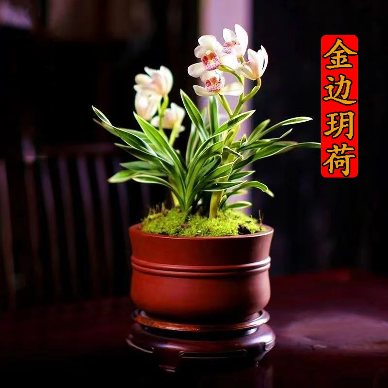 四季开花品种金边【玥荷】矮种浓香型 建兰花卉兰花苗室内绿植盆栽