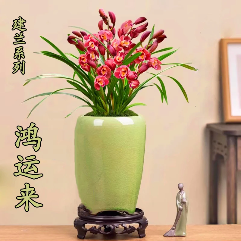 兰花苗四季建兰草【鸿运来】浓香型办公室客厅好养易活室内花卉盆栽