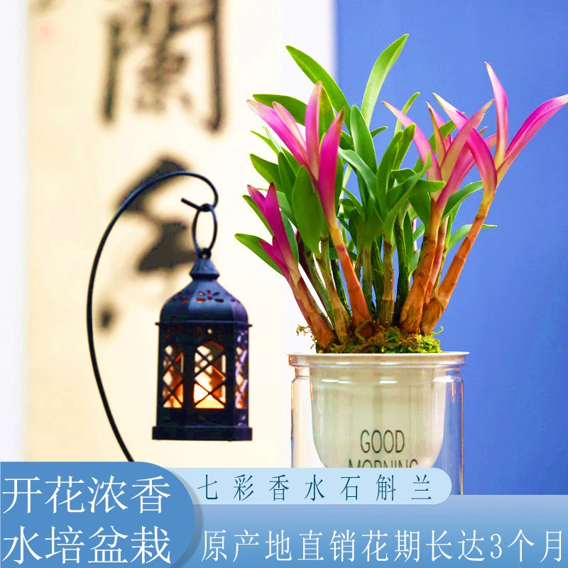 澳洲七彩香水石斛兰浓香型水培盆栽室内茶桌办公室懒人好养活花卉