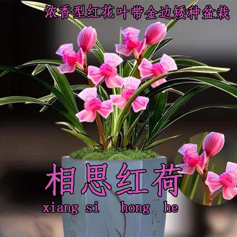 精品金边矮种【相思红荷】兰花苗浓香型建兰艺草好养高档室内绿植