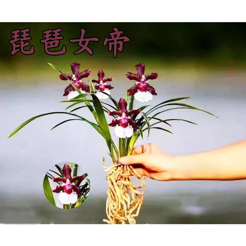 兰花苗金边建兰【琵琶女帝】室内浓香高级矮种兰花盆栽名贵花卉绿植