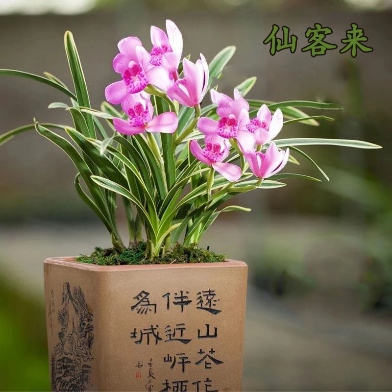 超值金边兰花建兰【仙客来】矮种迷你盆栽办公室桌面绿植观花卉盆栽