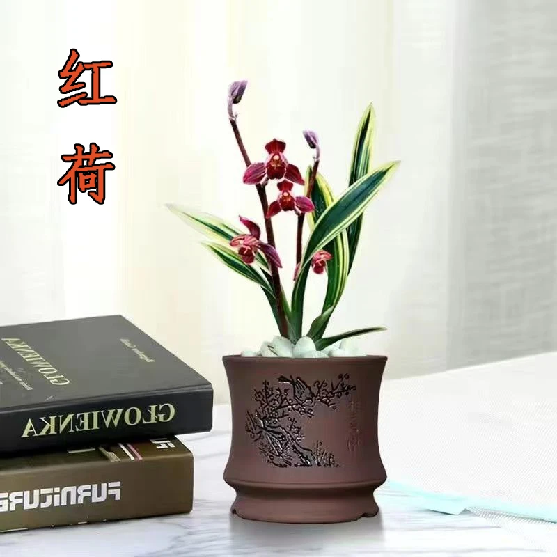 兰花苗建兰金边矮种【红荷】开花浓香型新手推荐好养花卉好养盆栽