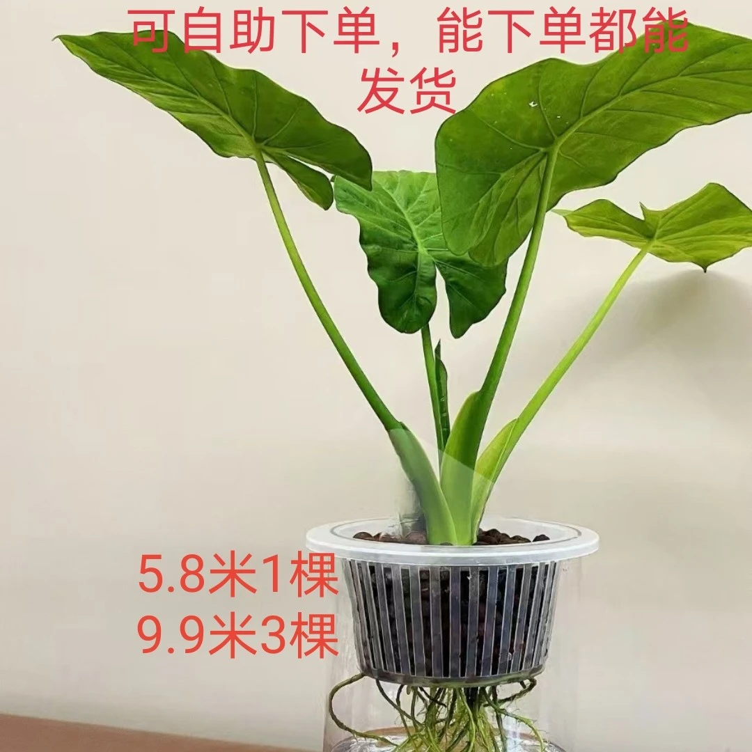 奥运网红滴水观音小苗桌面盆景阳台小盆栽水培养护种植办公室绿植