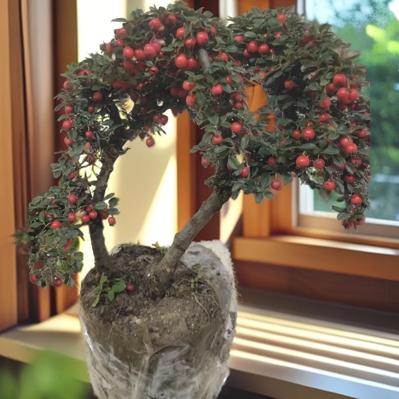 白花小米叶珍珠荀子，一年四季长青冬天不落叶不落，室内室外可养，