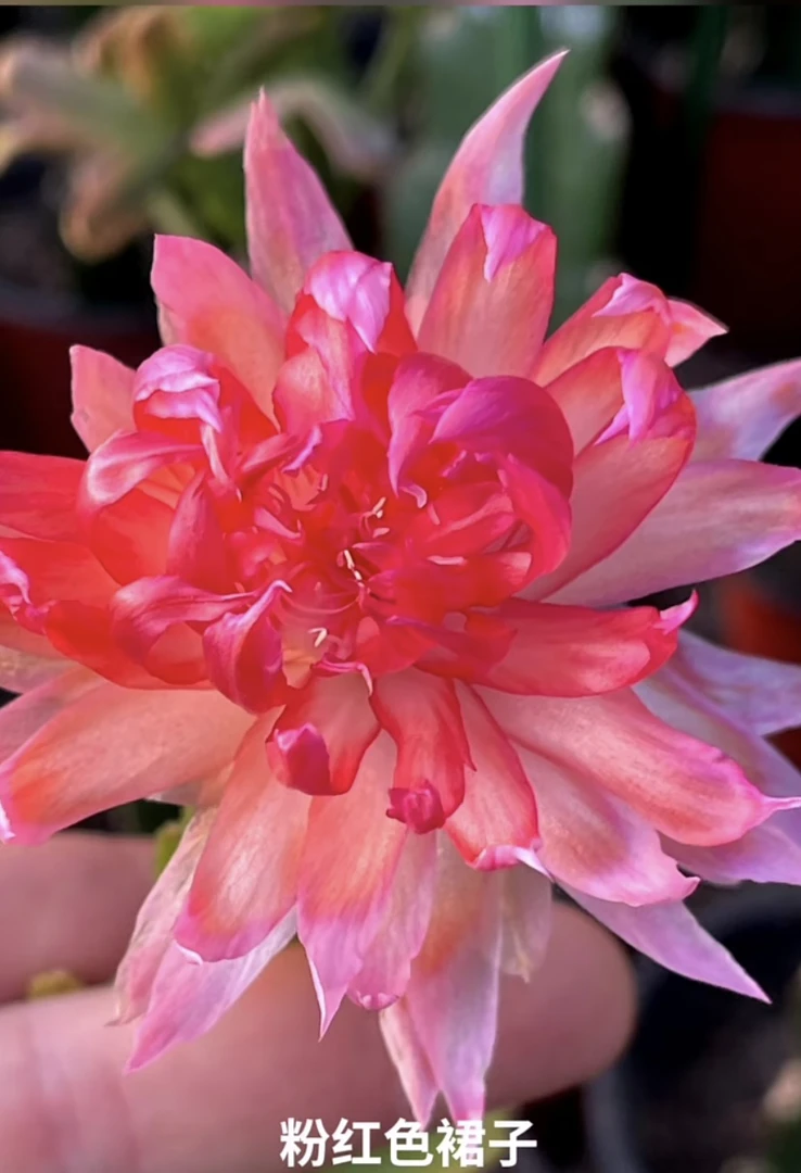 嫁接进口蟹爪兰PG2010粉红裙子