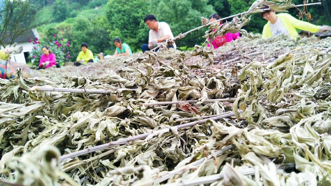 生态端午干艾叶丨端午艾洗头无农药化肥