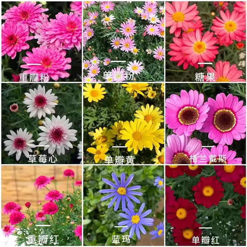 【带花发货】五彩缤纷玛格丽特多色糖果菊耐寒阳台庭院植物四季开花