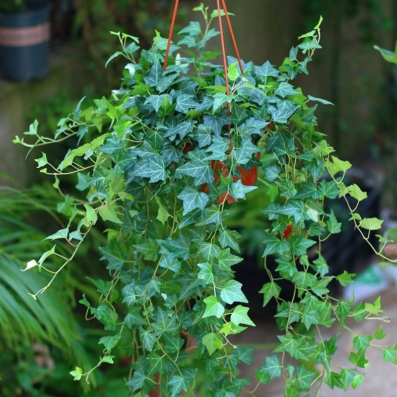 绿叶常春藤悬挂植物四季常青植物金边常春藤吊兰耐干花卉防辐射