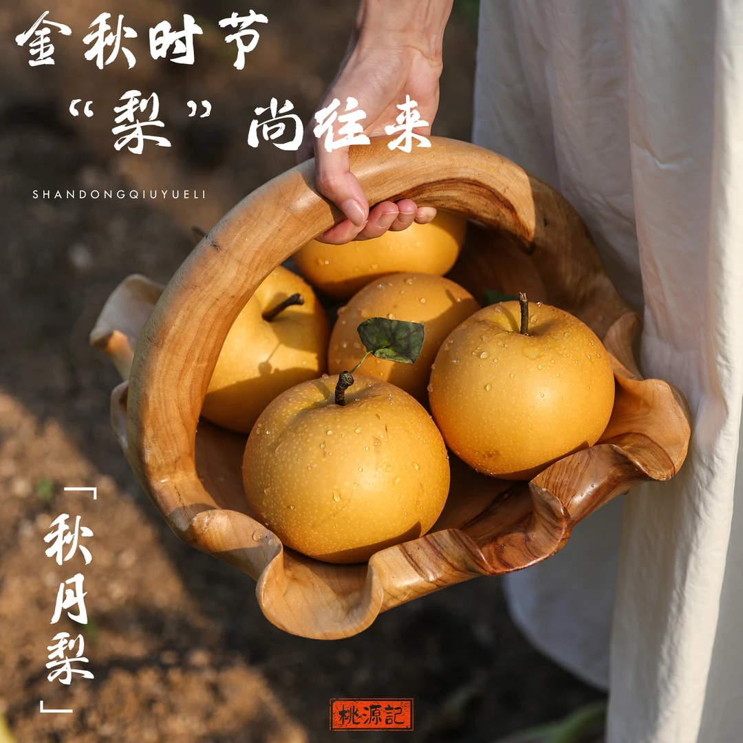 正宗山东秋月梨头茬过果园直发特级精品大果中秋送礼送人秋季水果