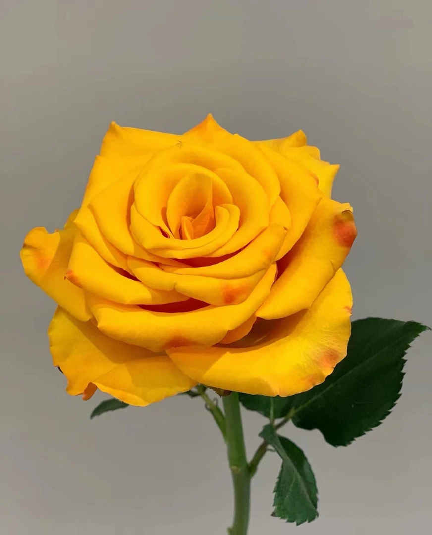 【城北以南】 10枝 辉煌 单头玫瑰 两单冷链包邮 云南基地鲜花