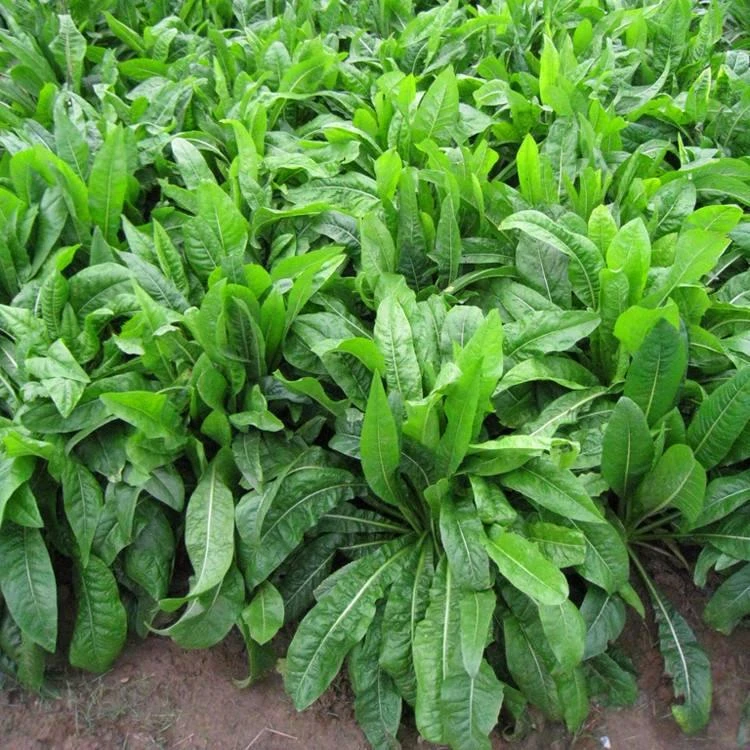 净籽大叶菊苣牧草种子，多年生大叶菊苣牧草种子，阔叶菊苣牧草种子