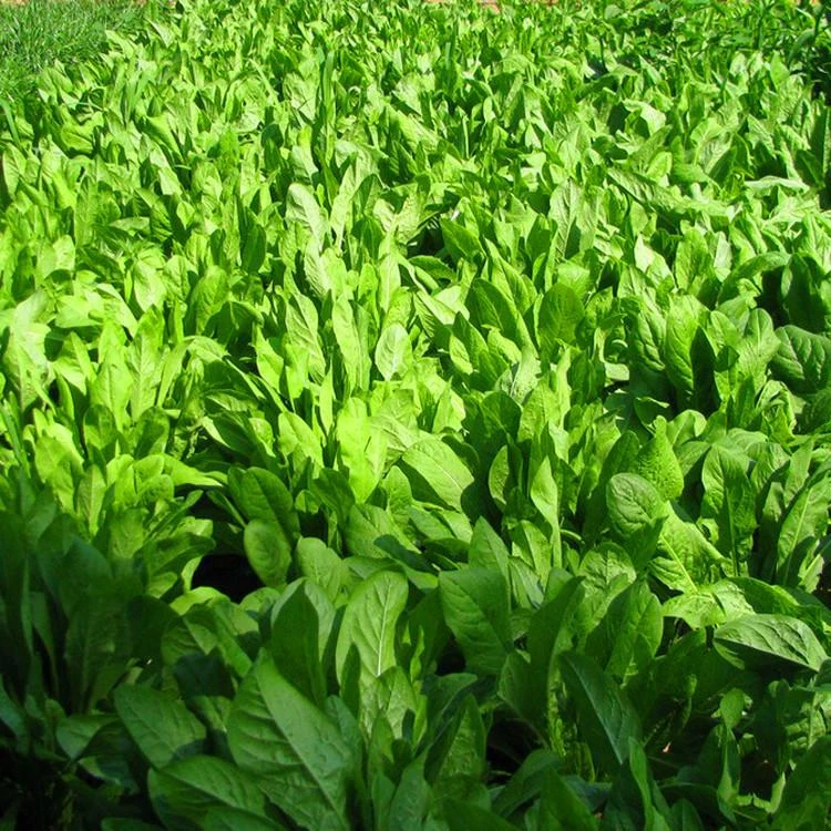 阔叶菊苣牧草种子，大叶片菊苣牧草种子，多年的牧草种子，多叶草