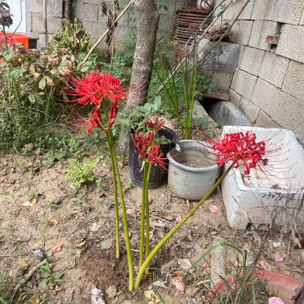 彼岸花球好看漂亮