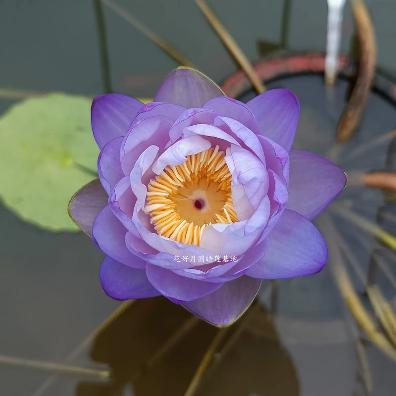 名贵澳洲睡莲星辰四季池塘好养碗莲水培植物花卉睡莲根茎块带花苞