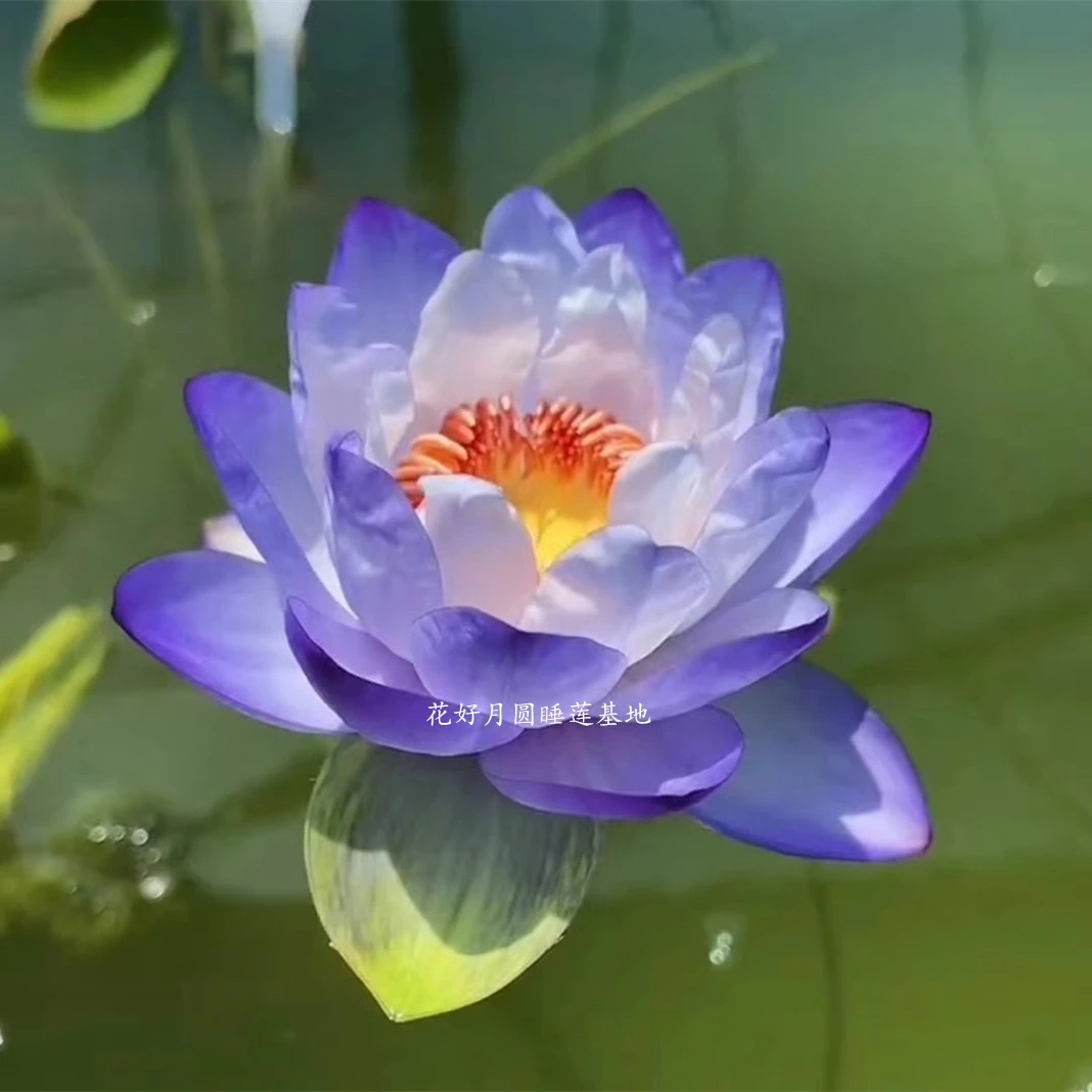 稀有澳洲睡莲海岸线水培植物水莲花盆栽花卉睡莲根块阳台水生庭院