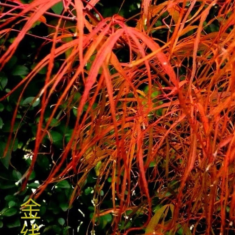 金线盆景枫农家小院别墅公园室内外造型盆景枫树苗