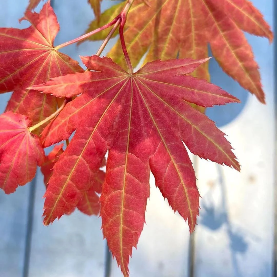 团扇系列高端秋月红枫适合南北方室内外阳台庭院别墅农家小院观赏