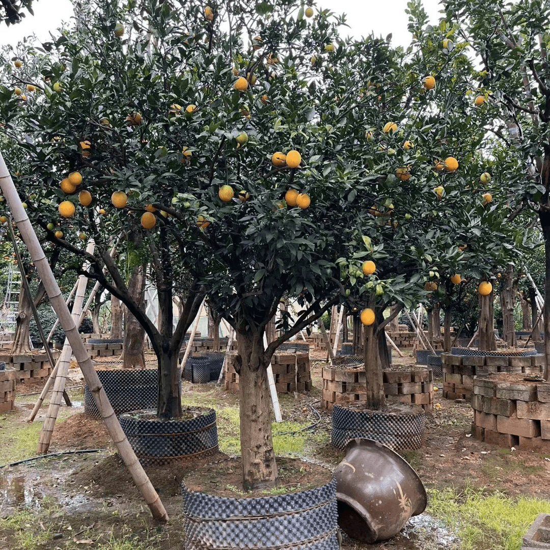 邑盛苗各种花园植物     一物一拍   种植生长开花生长香浓根部