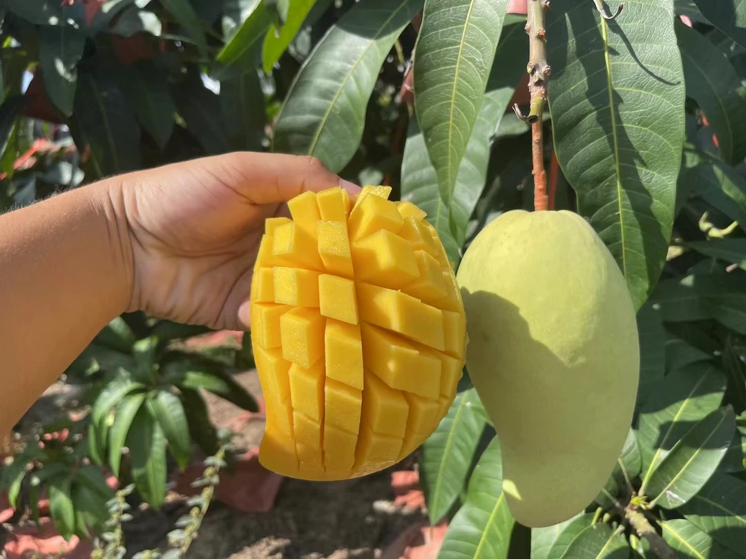 海南三亚金煌芒礼盒装4.5斤新疆内蒙古东北三省西北三省不发货