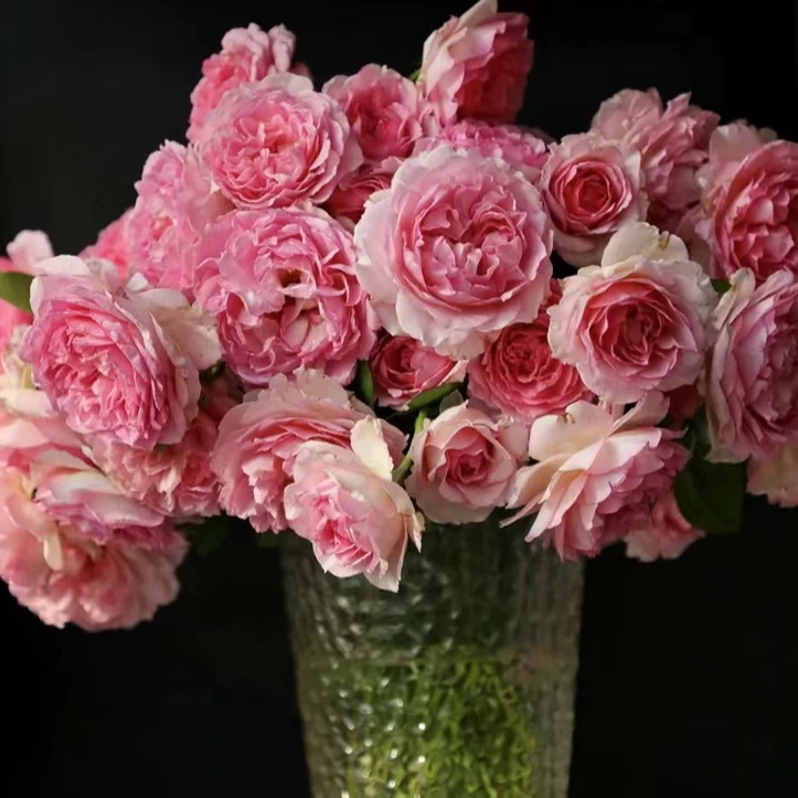 无刺款【罗衣】进口多季节开花大花浓香抗性好耐寒耐热蔷薇藤本