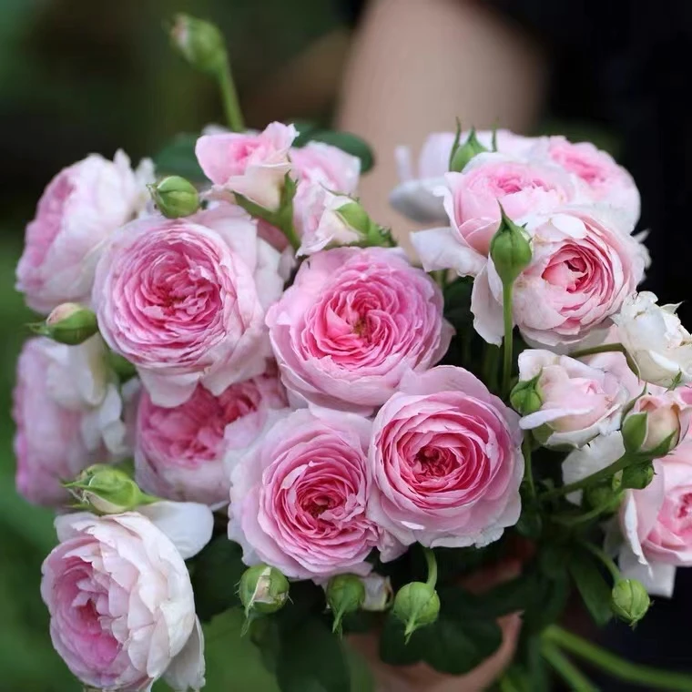 1.5米大苗【我的心】爬藤月季四季开花蔷薇庭院阳台花卉藤本