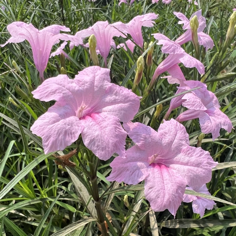 粉花翠芦莉多年生草本植物别墅花园庭院驳岸溪流花镜花坛绿化植物