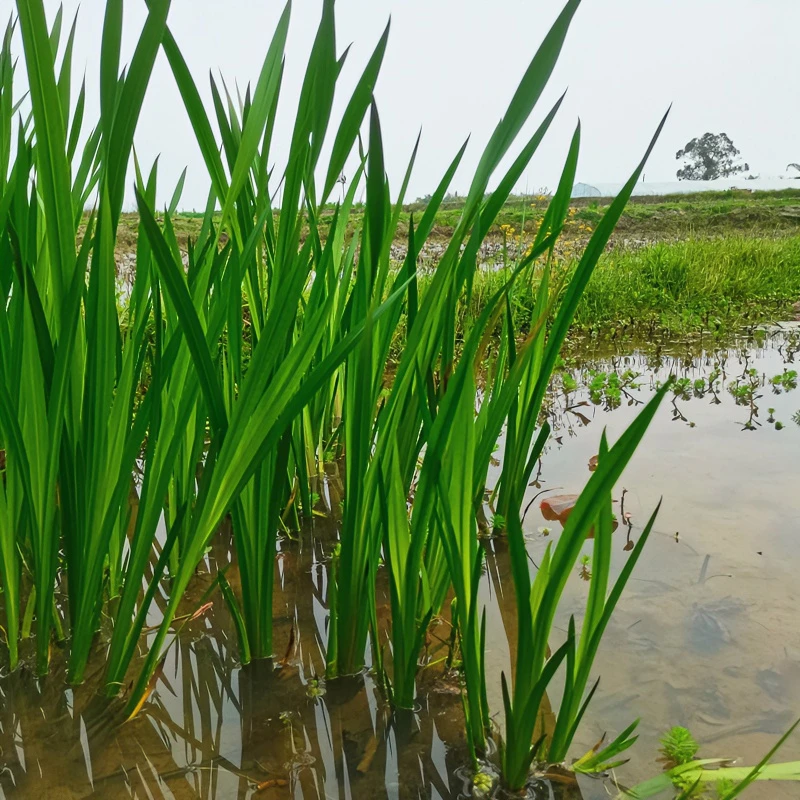 水培植物水菖蒲室内养易活端午节挂门菖蒲水池沼泽过滤龟缸用绿植