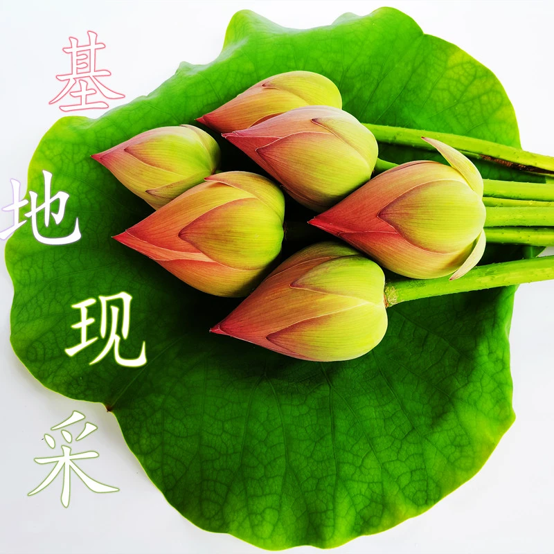 现采重瓣荷花莲蓬鲜切花荷花莲花睡莲重瓣粉色荷花花瓶插花包花束