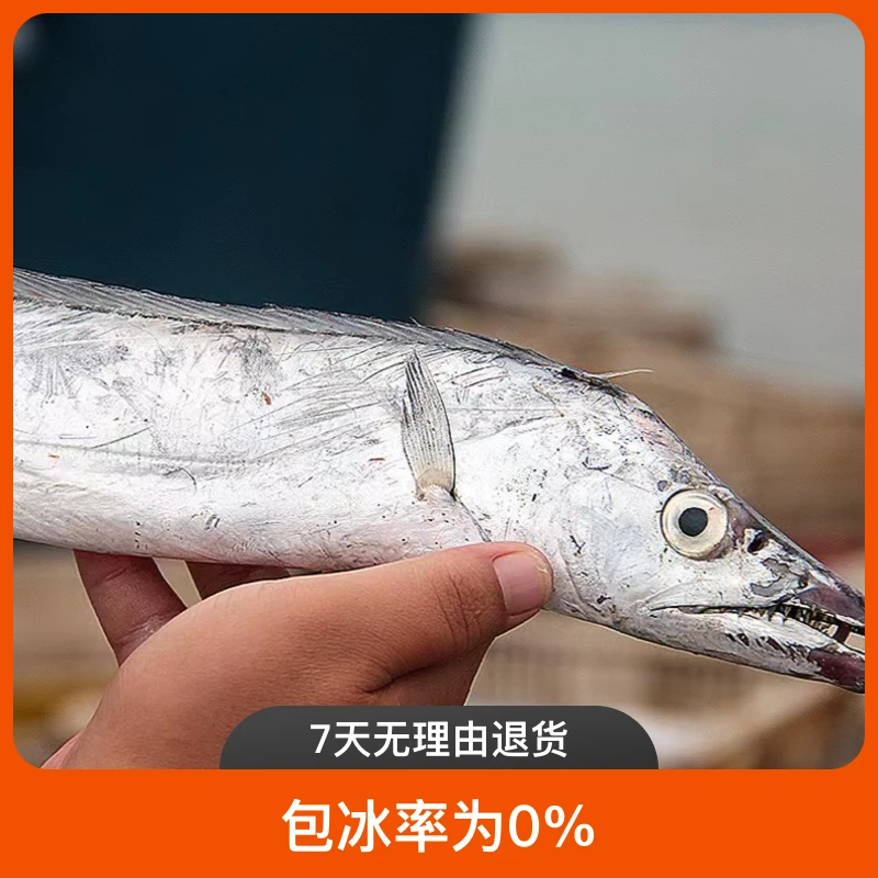 大连带鱼5斤 小眼睛油带鱼 渤海湾刀鱼 速冻锁鲜发货