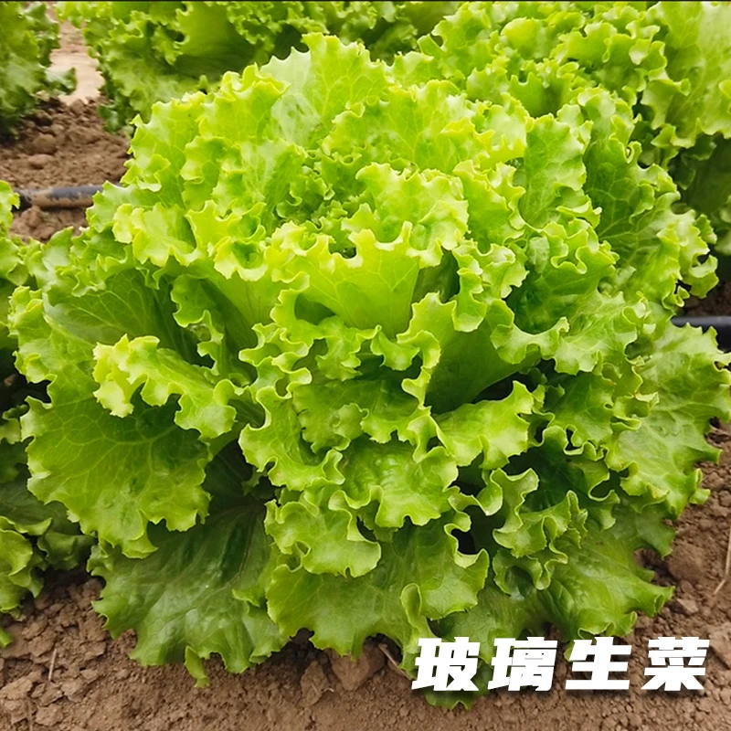 玻璃生菜种子散叶生菜阳台盆栽蔬菜种籽四季生菜种孑