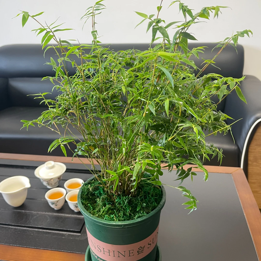 【粉丝福利】米竹室内盆栽凤尾竹微盆景庭院室内绿植观音竹观赏竹